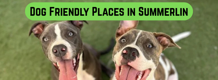 Why Summerlin Is One of the Most Dog-Friendly Areas in Las Vegas